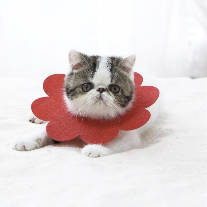 Miękki kołnierz pozabiegowy dla kota, psa, królika - czerwony, rozm. L - obrazek 2